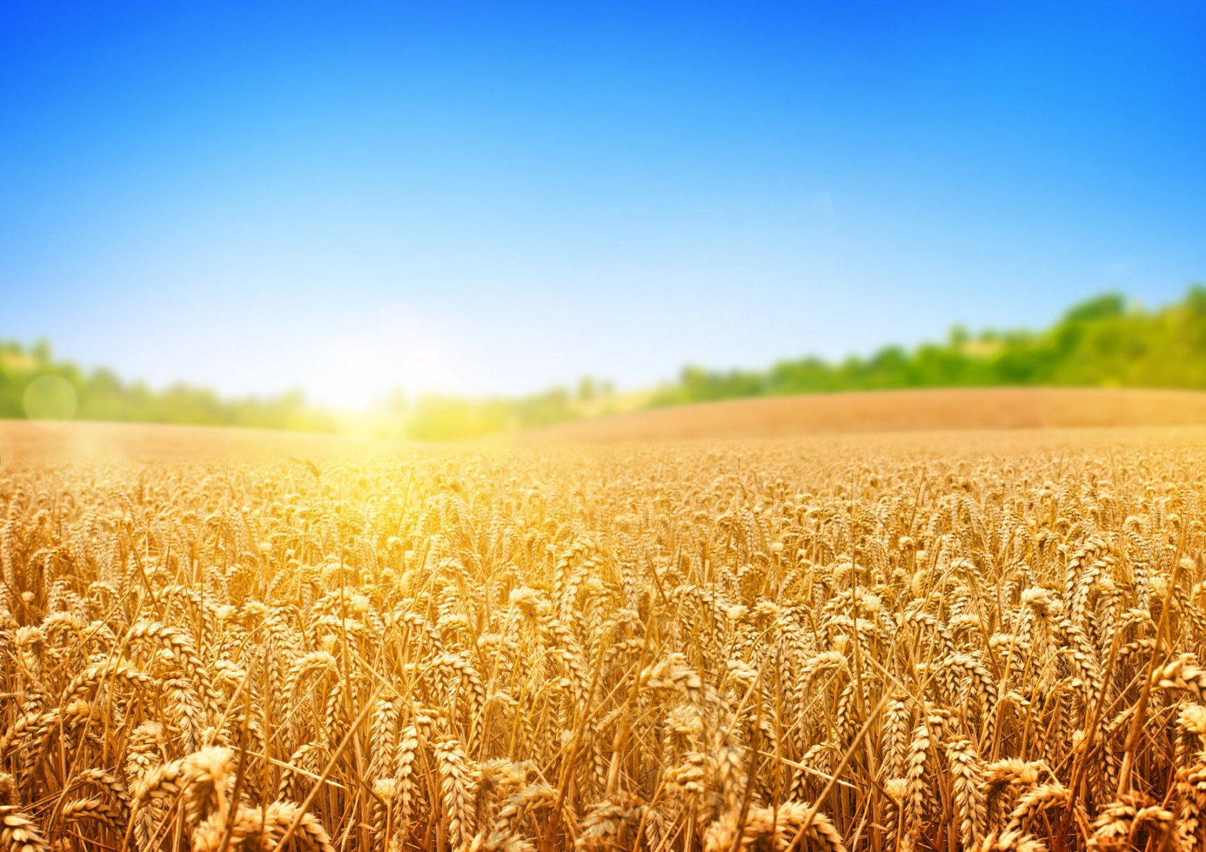 В Геленджике обсудят перспективы зернового рынка.
