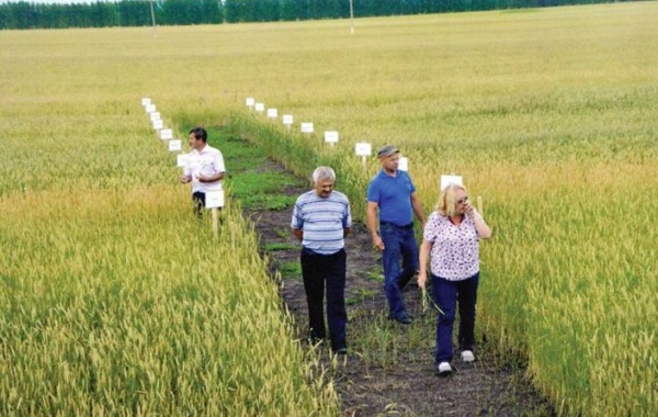 Владимир Грачев: «За счет кропотливой работы растет урожайность зерна и повышается качество семян»