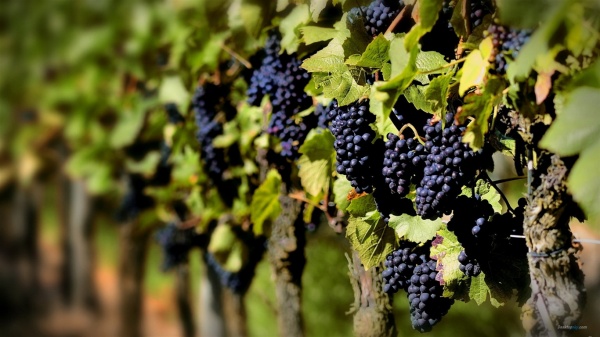  Присоединитесь к бесплатному вебинару “Инвестиционная привлекательность промышленного садоводства и виноградарства в России”