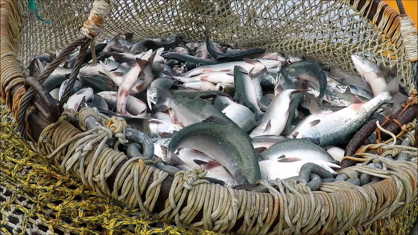 В России средства от продажи рыболовных квот могут направить на развитие рыболовецких городов