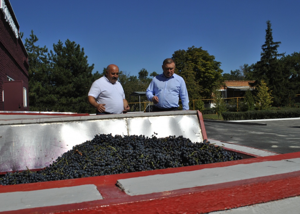 На Дону производство винограда в сельхозорганизациях выросло почти на 50%