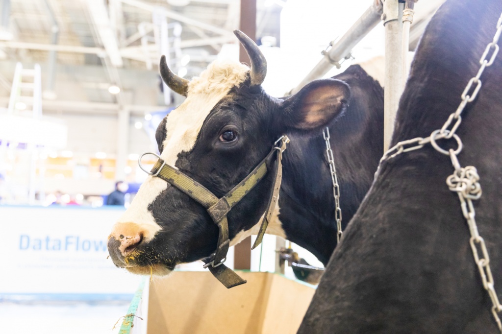«АгроФарм-2019»: итоги ключевой выставки отрасли животноводства в России