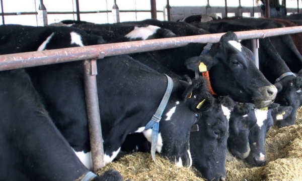Инвестиции в молочное животноводство