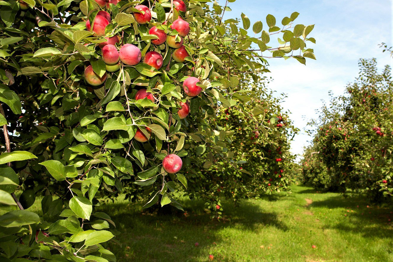   Примите участие в бесплатном вебинаре «Какие инновации нужны яблоневым садам?»