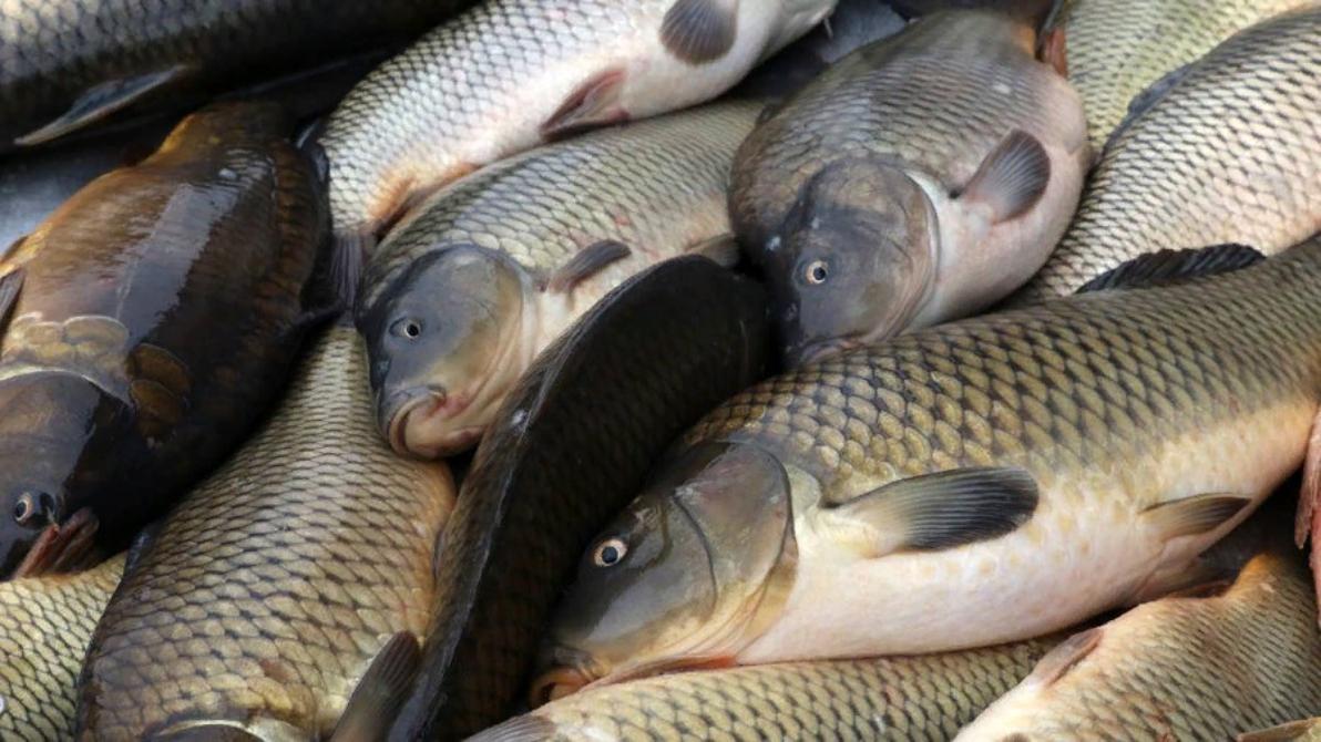 Более 10% всей российской товарной рыбы производится на Дону