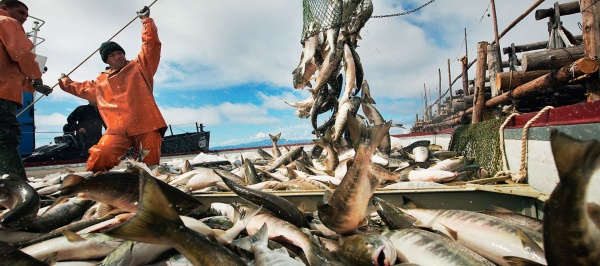 «Вестник АПК» представили на совещании по рыболовству