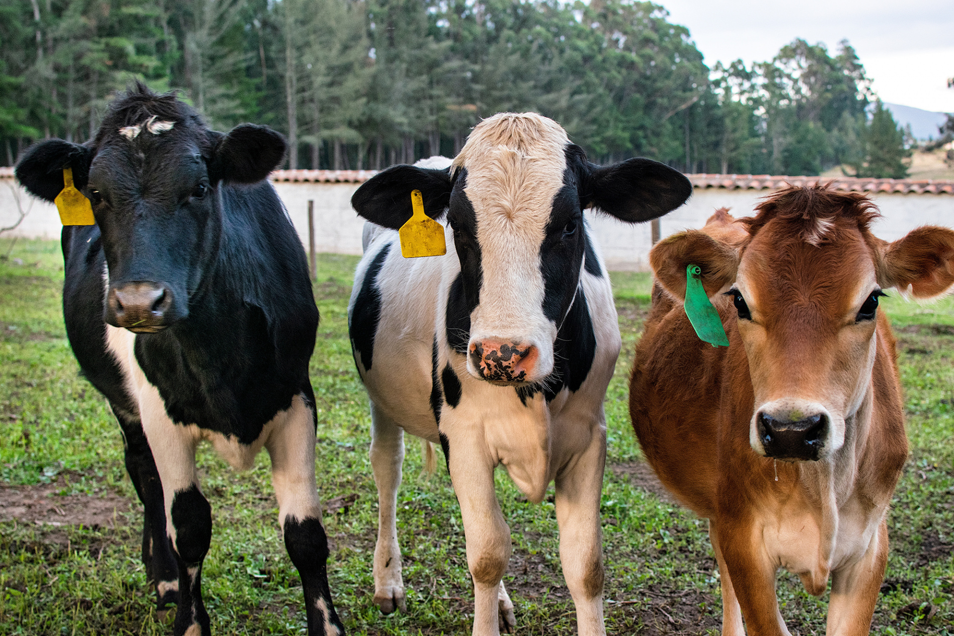 Обеспечить прослеживаемость животноводческой продукции «от фермы до прилавка»