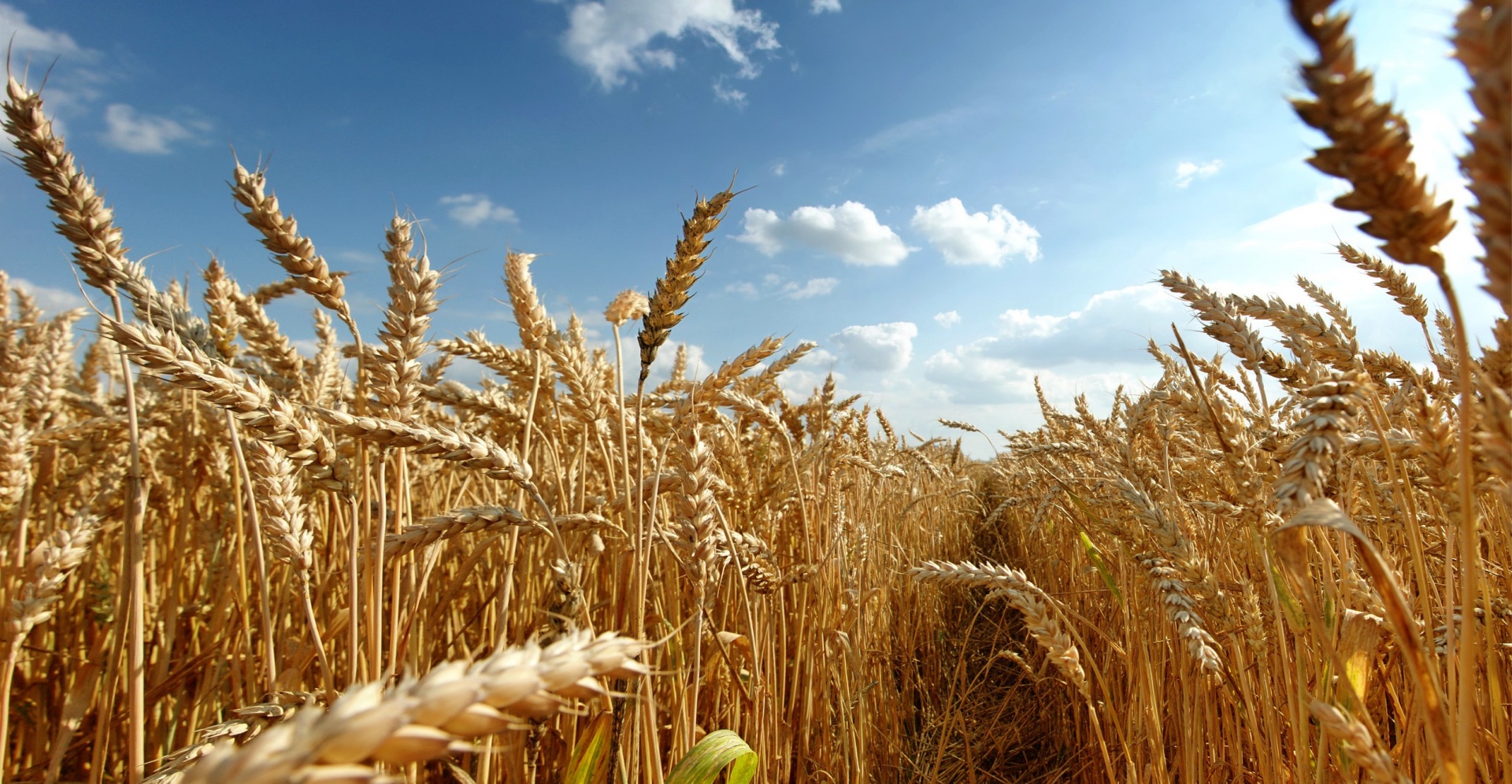 Людмила Годунова: «Пшеница и подсолнечник из Ростовской области — это уже своеобразный знак качества»