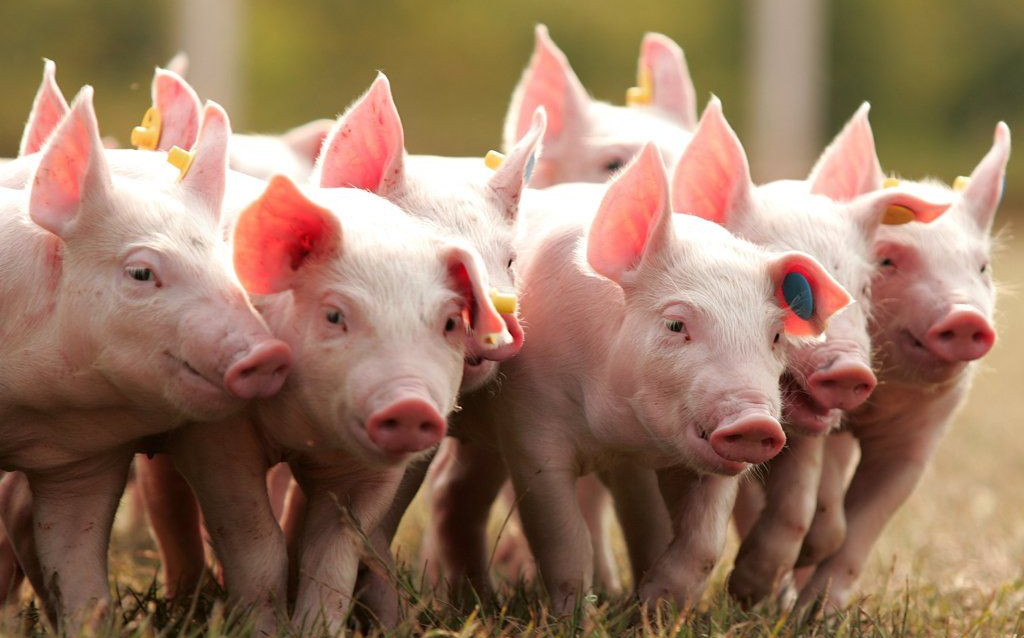 Как защитить свиноводство