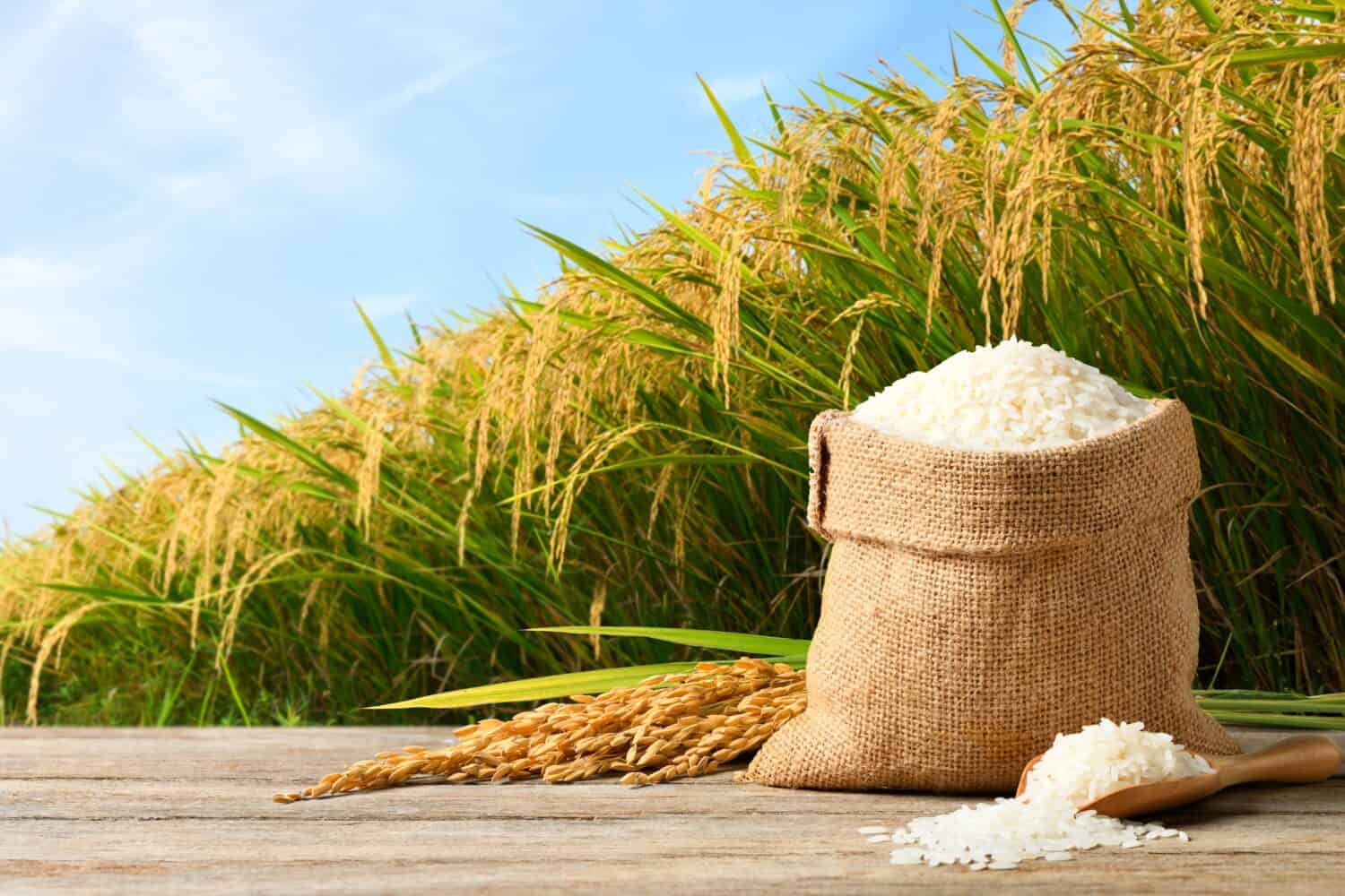 Производство риса в ближайшие пять лет увеличится до 2 млн тонн в год