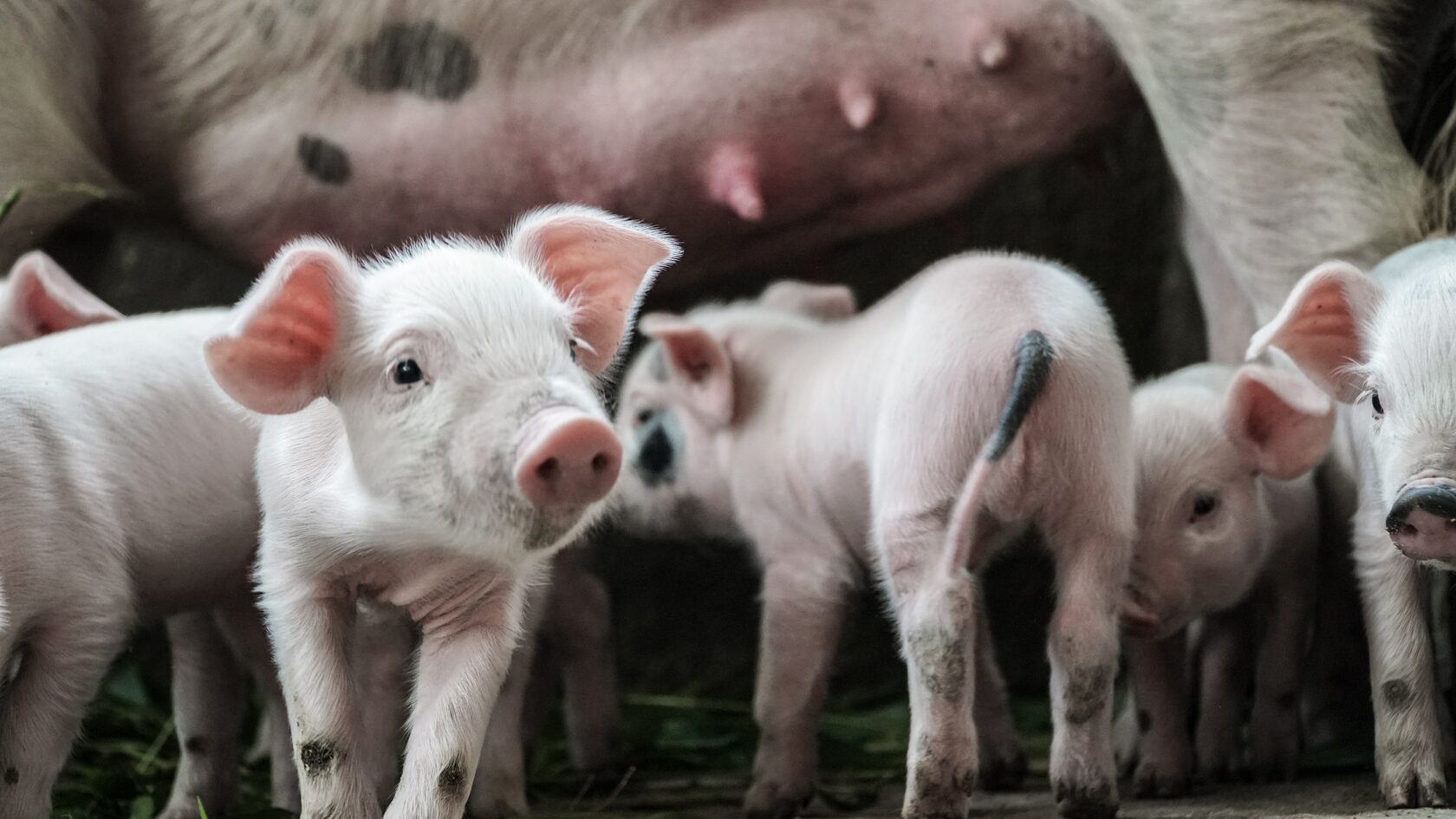 Экспертное мнение: как убедить потребителей есть больше свинины?