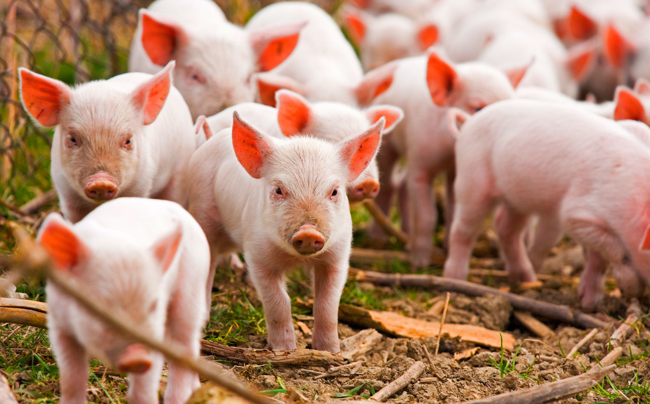 СЗАО «СКВО» побил собственный рекорд на свино-товарной ферме