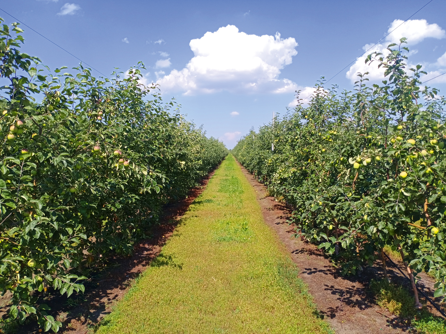 Герман Сиваков: «Основная цель — это обеспечение людей качественной и вкусной аграрной продукцией»