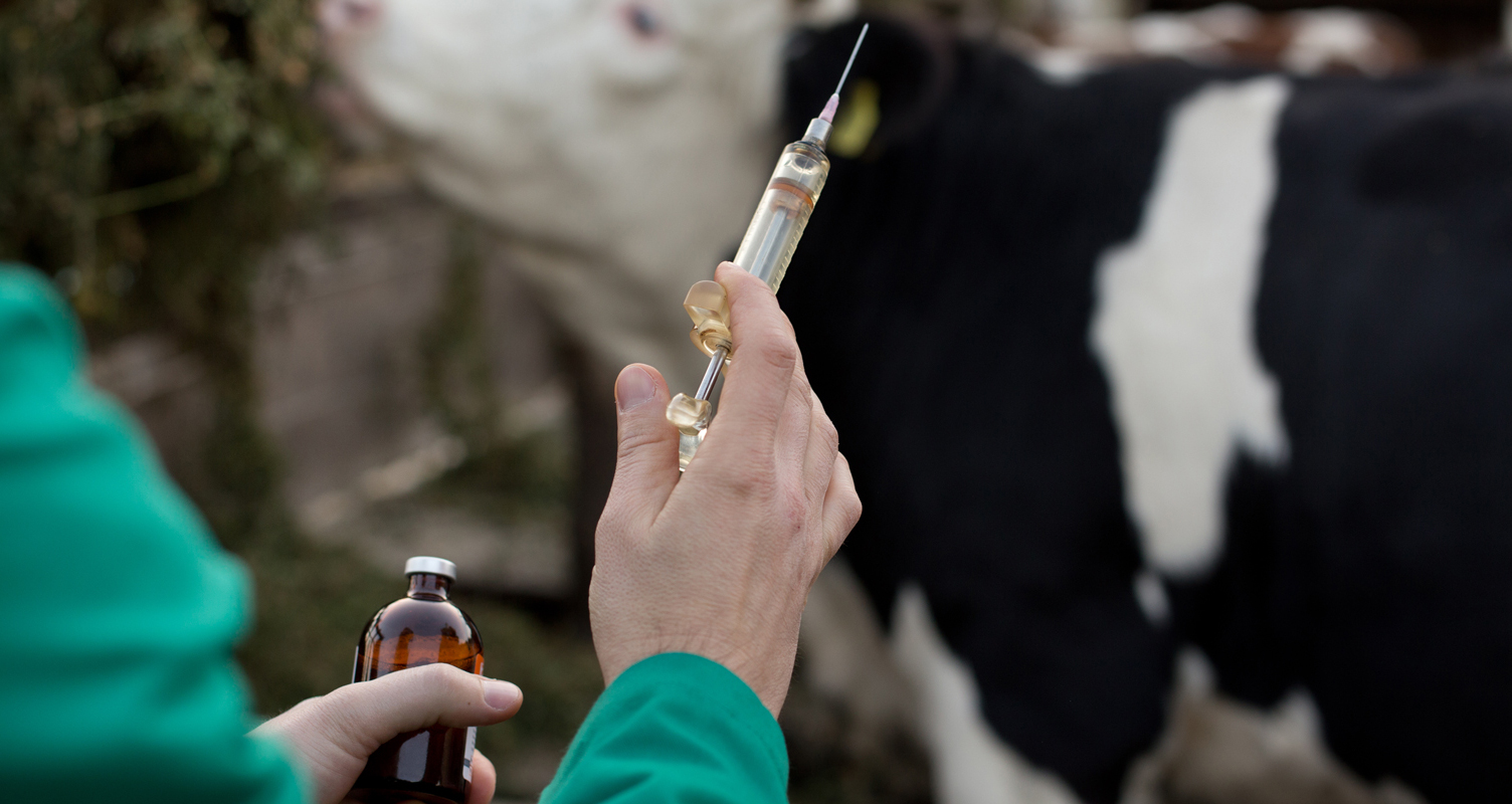 Руслан Кутдусов: «До 2023 года мы планируем полностью оздоровить поголовье коров от вируса лейкоза КРС»
