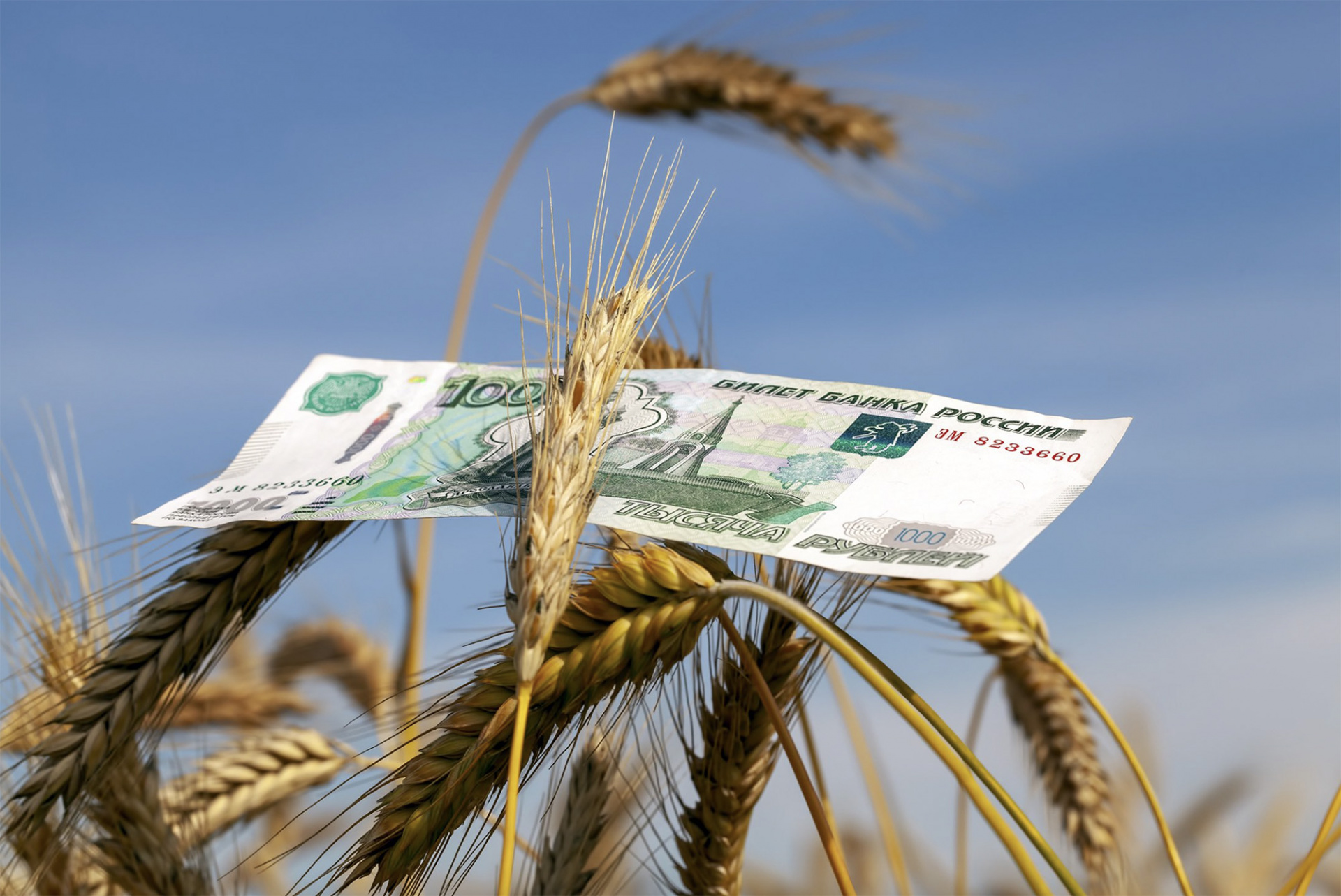 Правительство скорректировало схему расчета экспортных пошлин на зерновые