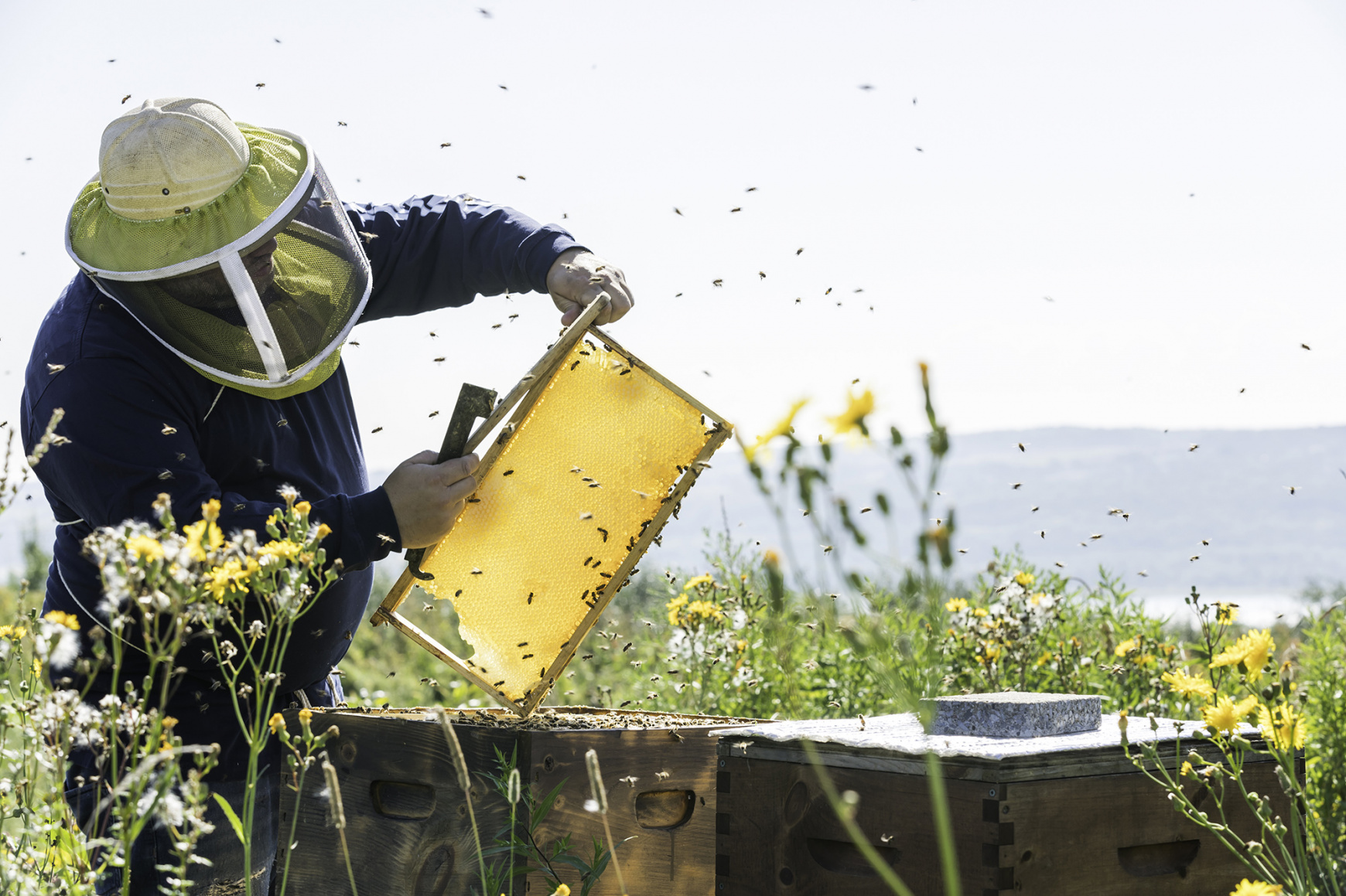 Госдума ужесточила правила уведомления пчеловодов об обработке полей