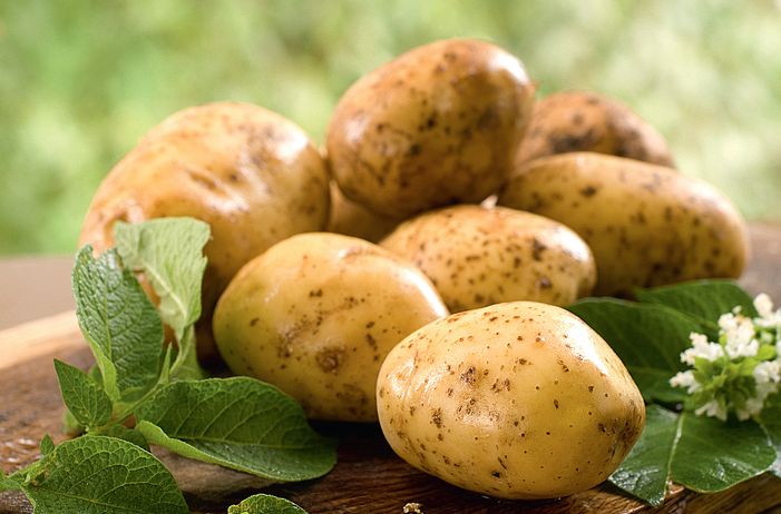 Подпрограмма «Развитие селекции и семеноводства картофеля в Российской Федерации»