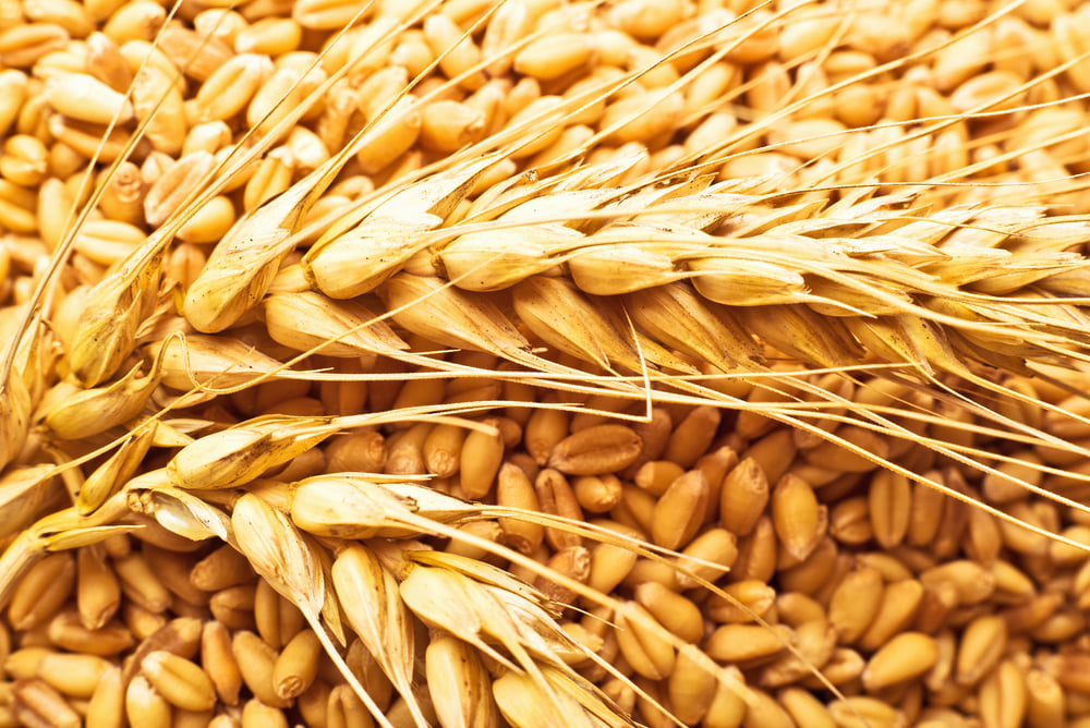 Глубокая переработка зерна и промышленная биотехнология – в центре внимания на Форуме «Грэйнтек-2020»