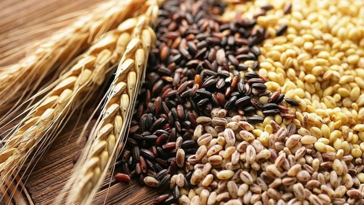 Минсельхоз РФ предложил ввести квоты на импорт семян ряда сельхозкультур