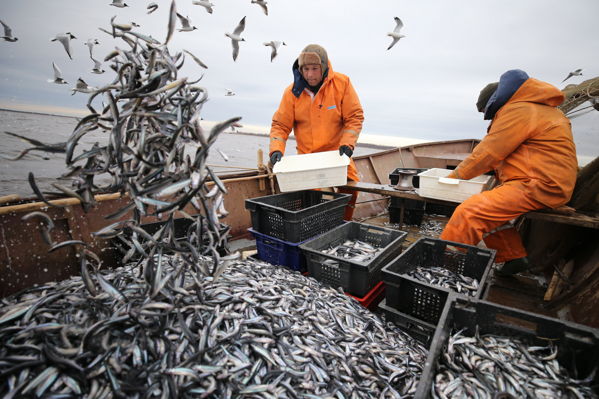 В России уровень самообеспечения рыбной продукцией превысил 153%