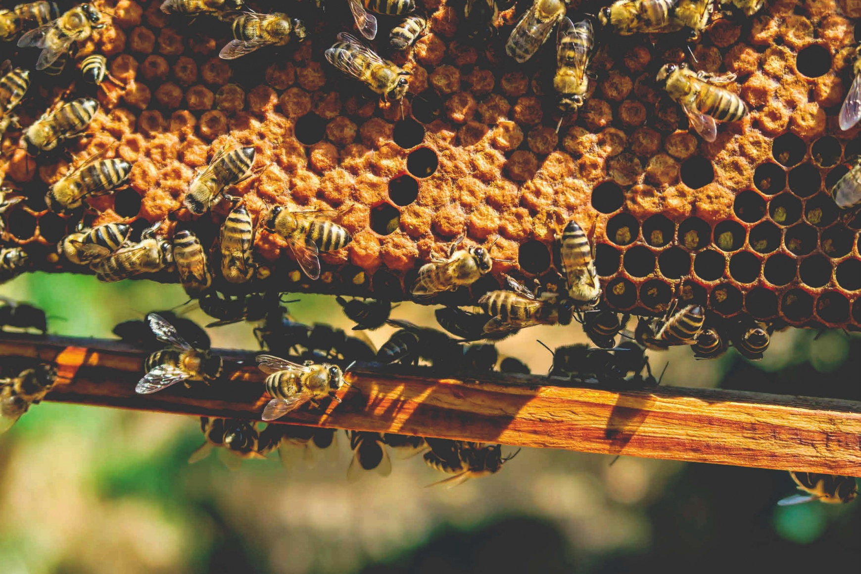 Спасти рядового «Пчелу»