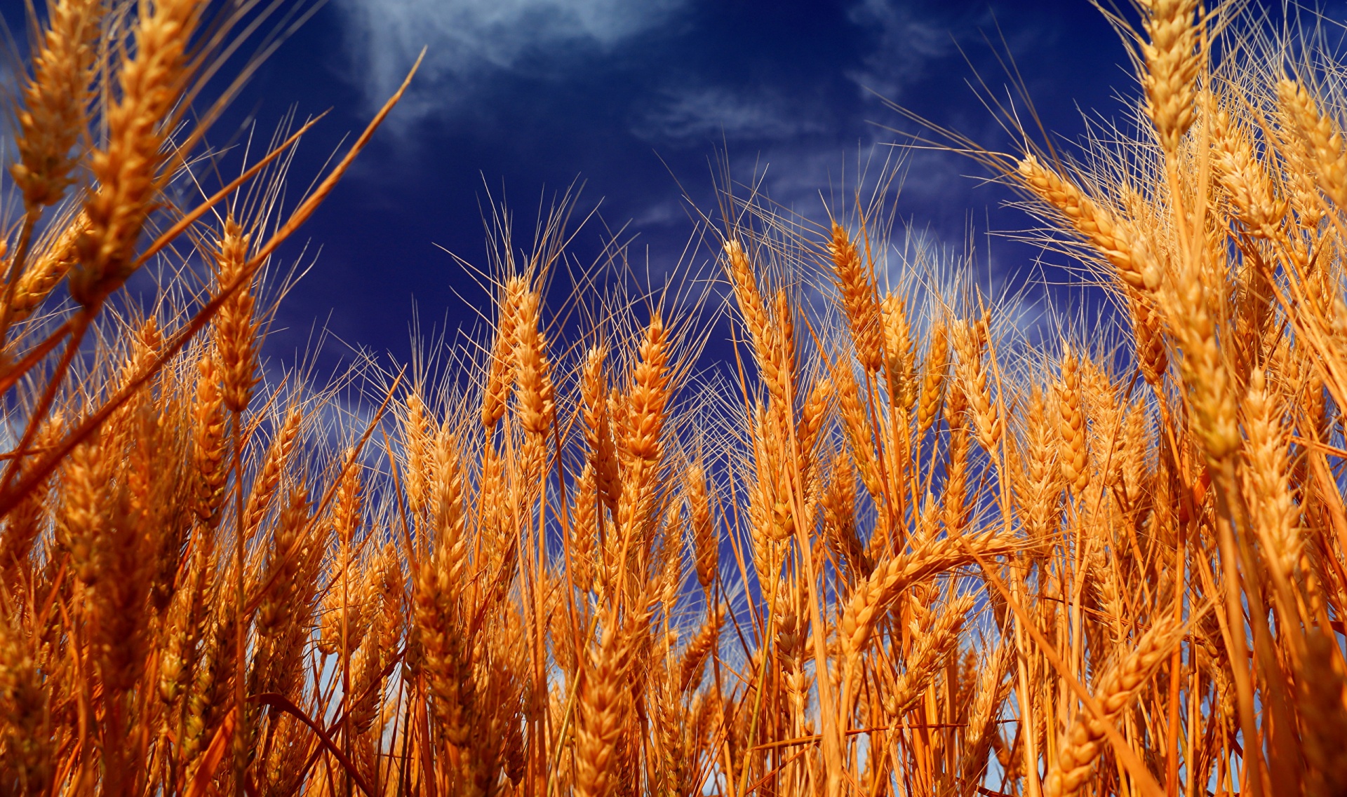 Глубокая переработка зерна и промышленная биотехнология – в центре внимания на форуме «Грэйнтек 2021»