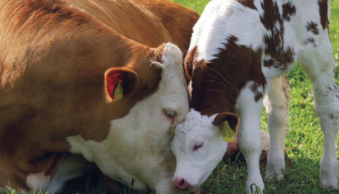 Гаджи Зайнудинов: «Госпрограммы для нас — мощный стимул для развития молочной отрасли»