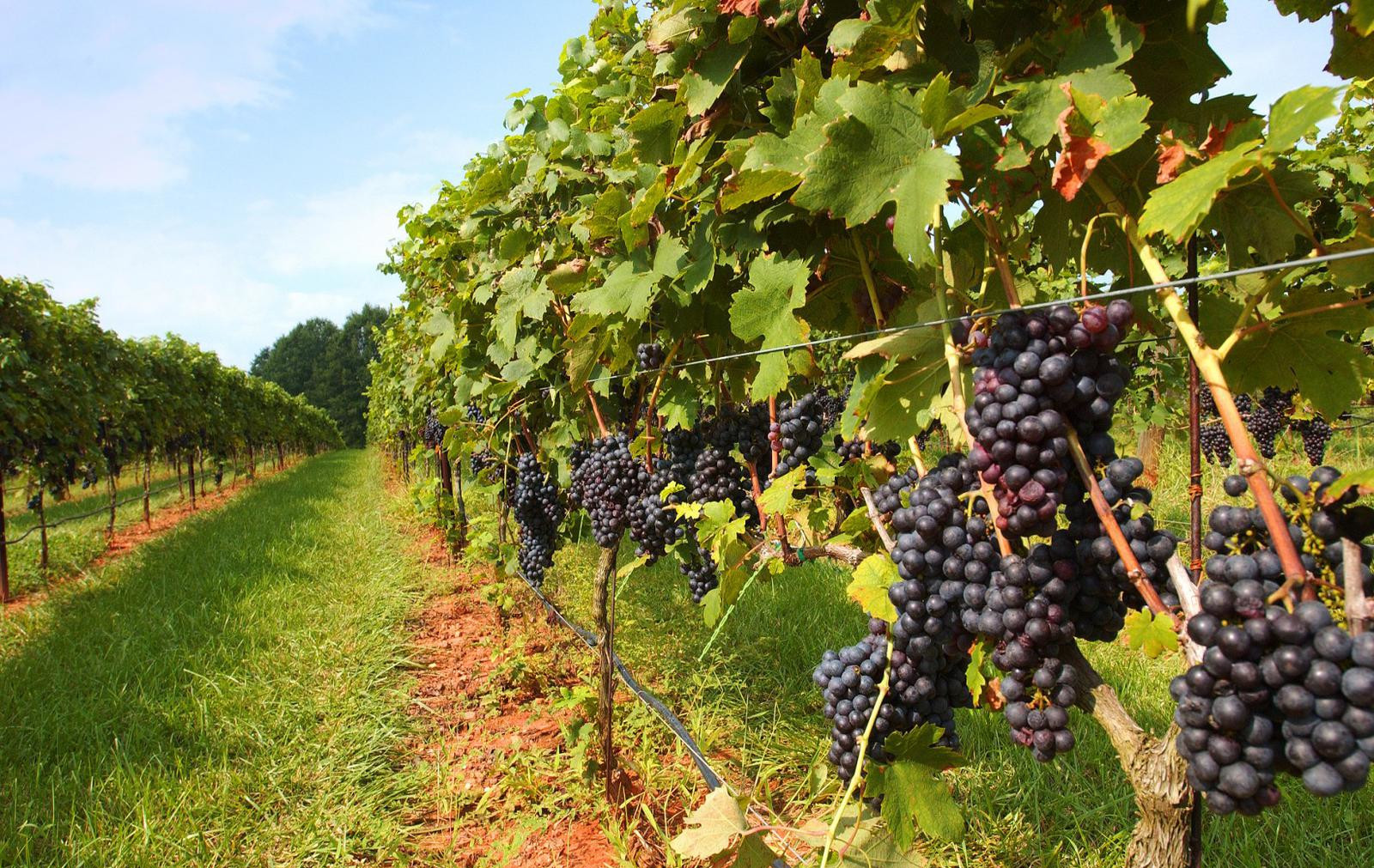 На Дону развивают виноградарско-винодельческую отрасль