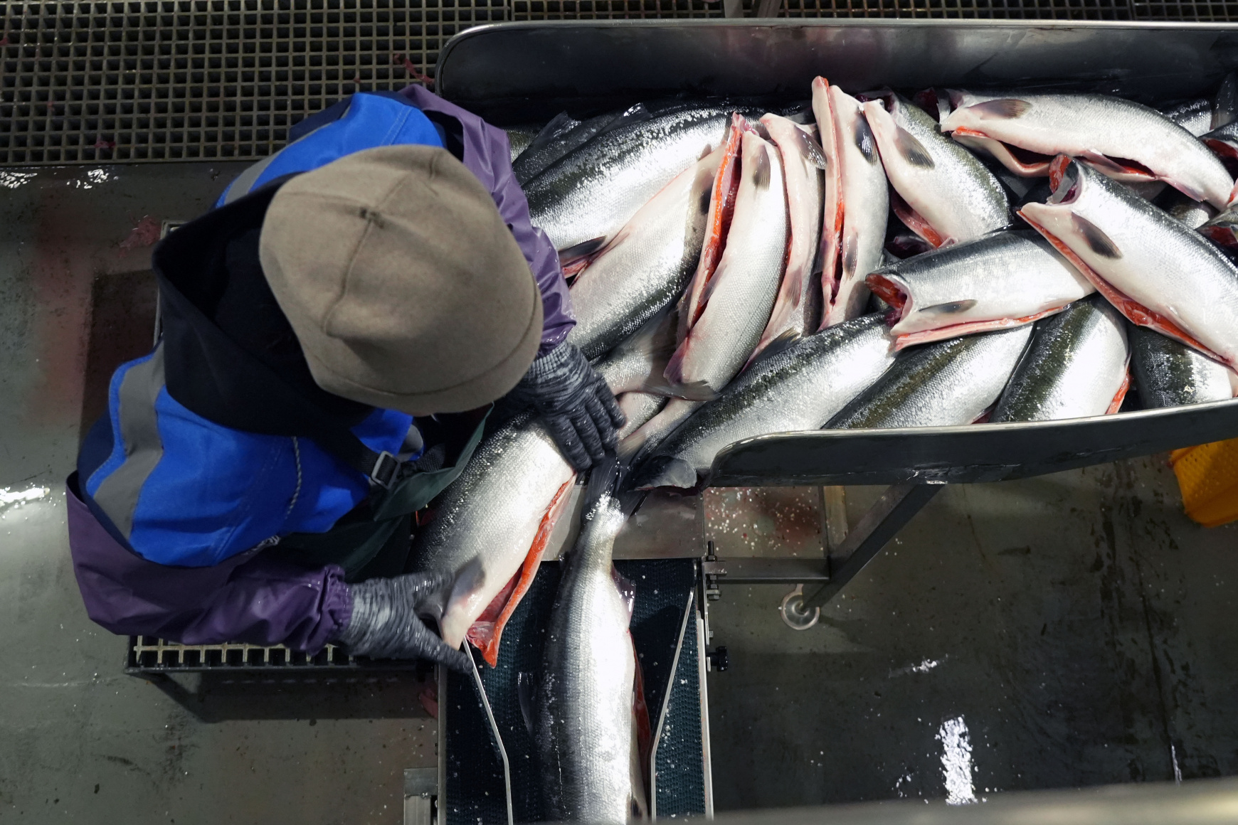 Российские рыболовецкие предприятия добыли рекордный улов рыбы за последние 30 лет 