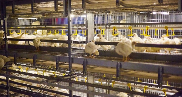 Производитель оборудования для промышленного птицеводства «Техна» — в десятке экспортеров Липецкой области