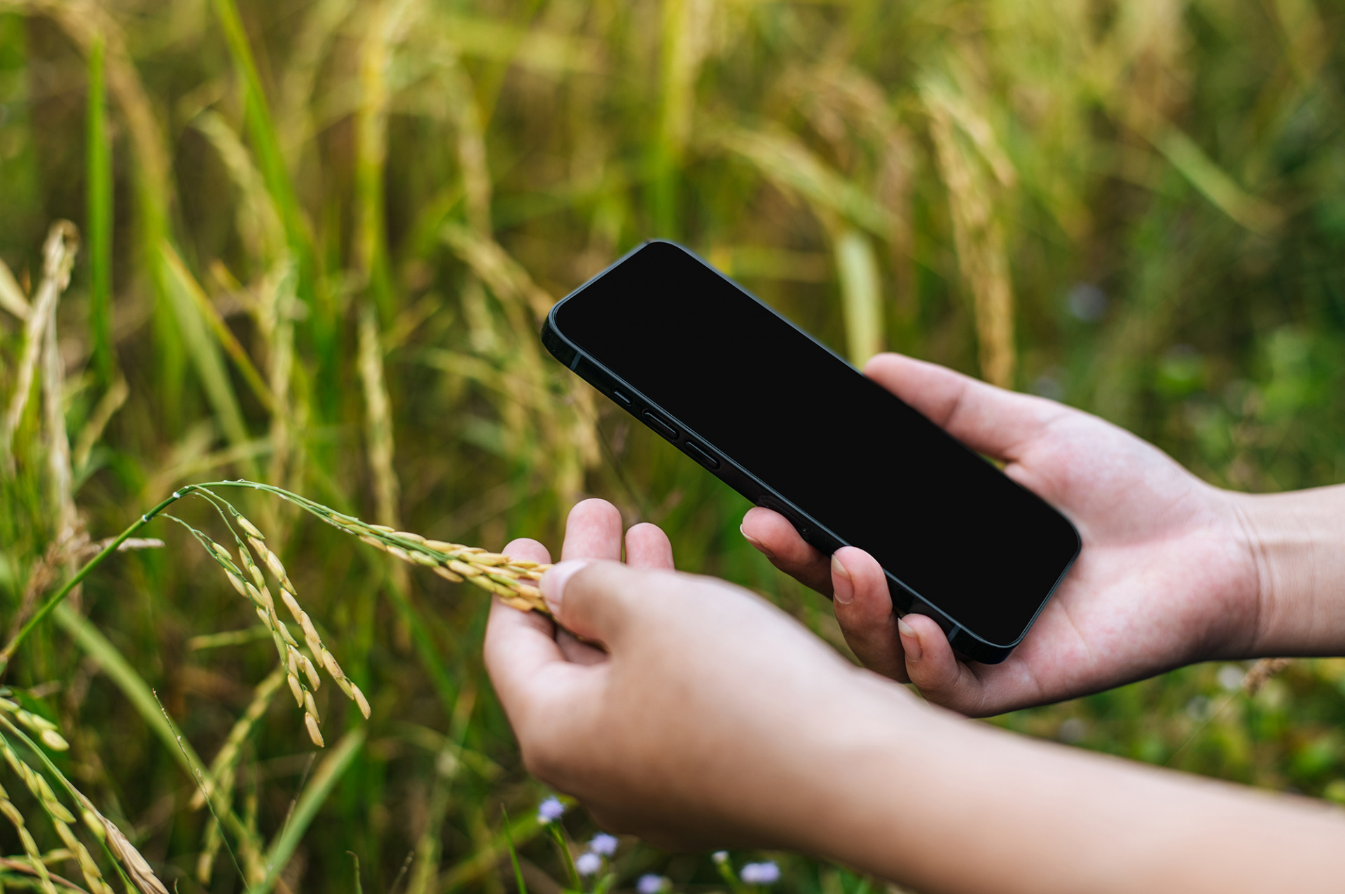 Белгородские ученые разработали мобильное приложение для увеличения урожая