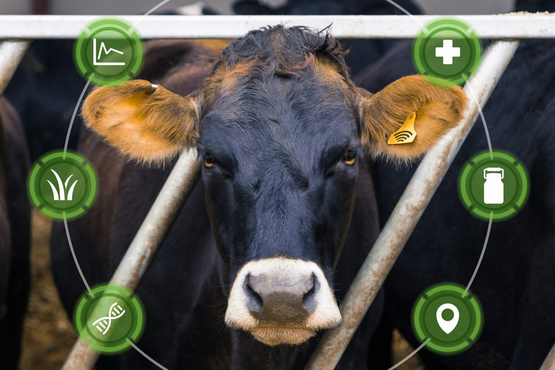 «Ростех» разработал «умную» систему управления животноводческими хозяйствами 