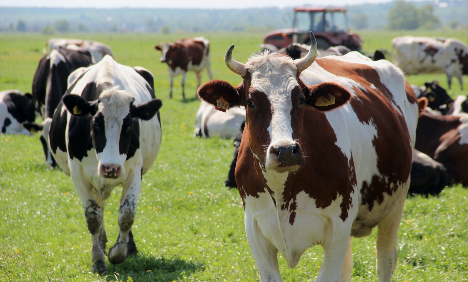 Эльбрус Дудушов: «Молочное животноводство рентабельнее мясного»
