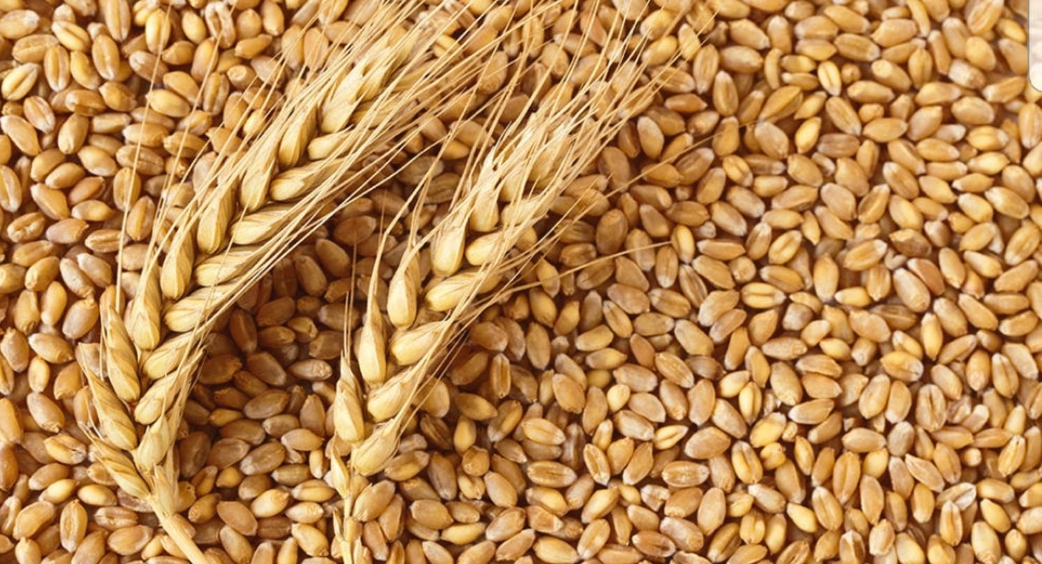 Донские экспортеры зерна могут заработать на слабом рубле