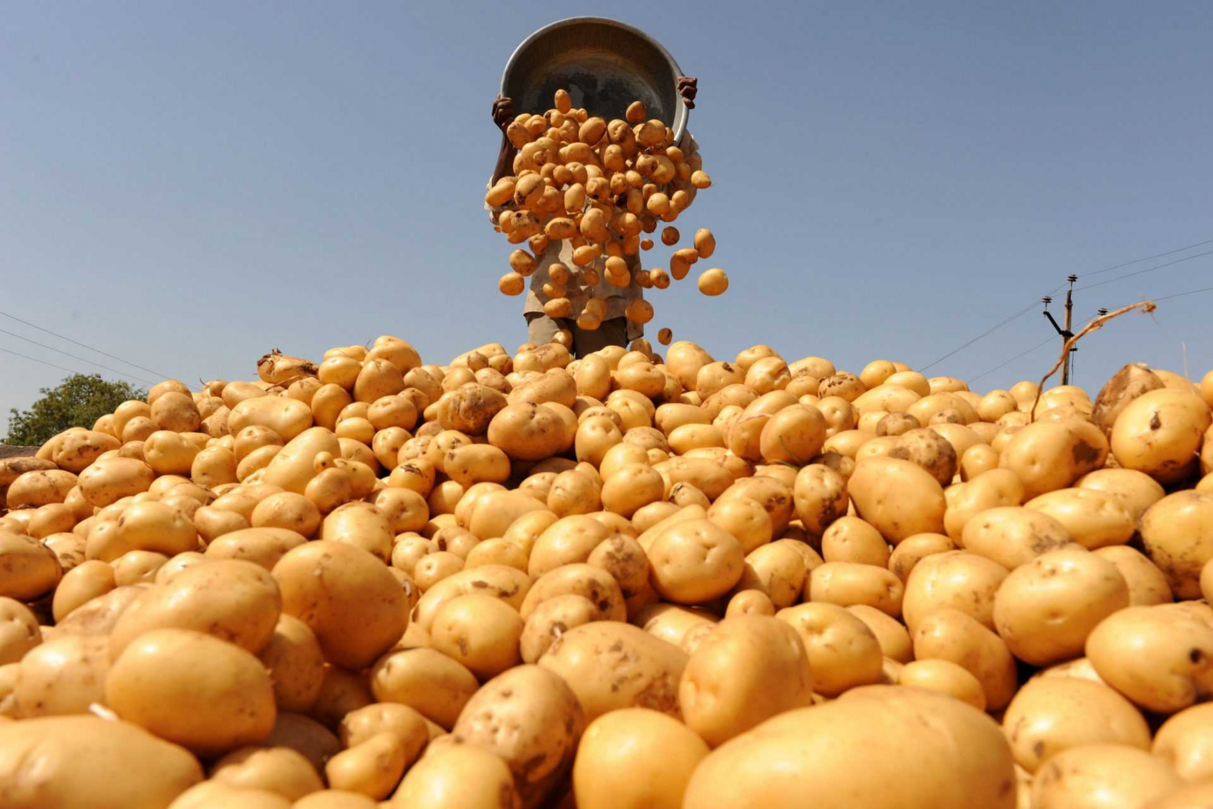 В России собрали рекордный урожай картофеля за последние 30 лет