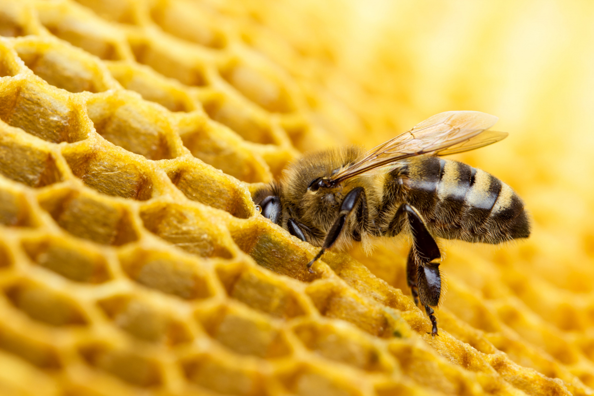 В Подмосковье планируют вывести новую породу пчел