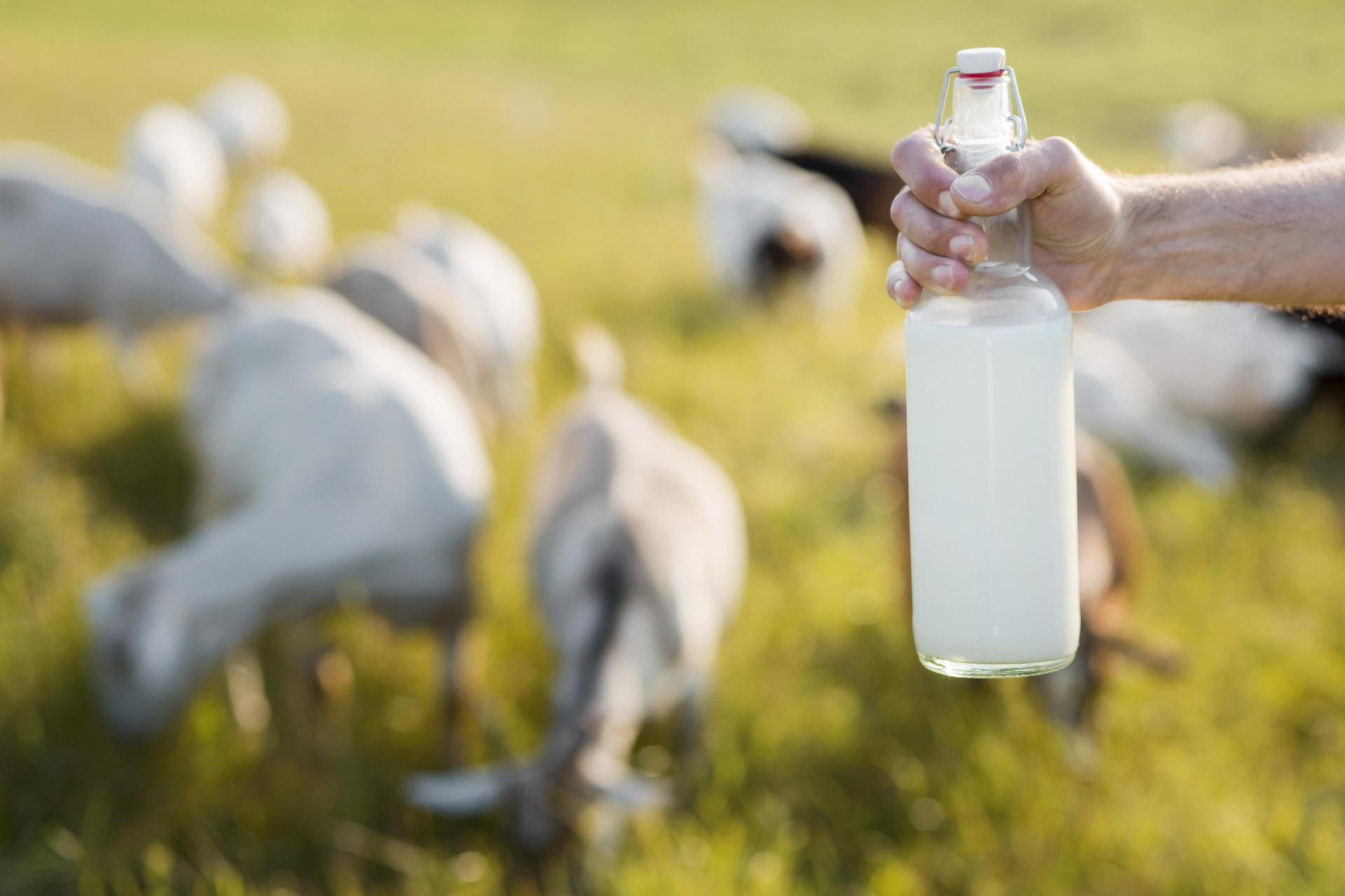Козье молоко из Адыгеи будет поставляться в Китай