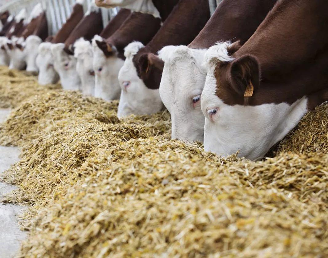 От  оптимизации затрат на комбикорма к снижению﻿ себестоимости животноводческой продукции