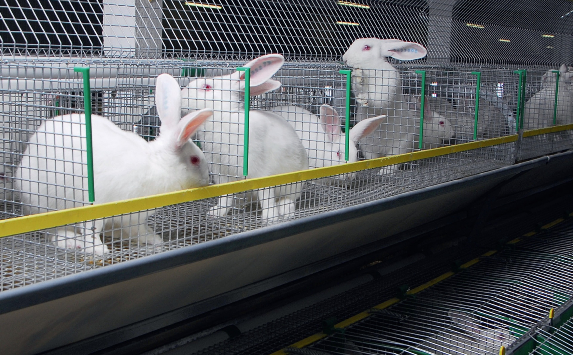 Кролики — это не только ценный мех