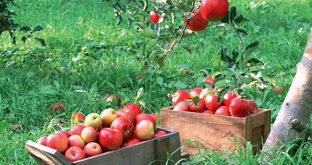 Ришард Новаковски: «Мы готовы помочь российским садоводам обеспечить страну фруктами»