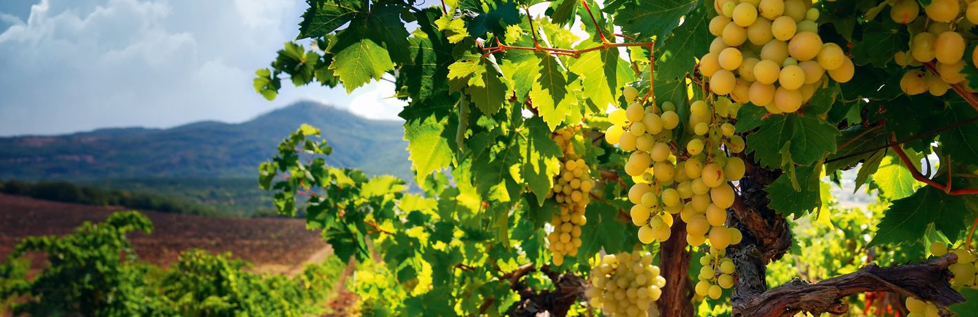 Дмитрий Овсянников: «В создании нового винодельческого хозяйства в Севастополе будут применяться современные принципы в освоении земель»