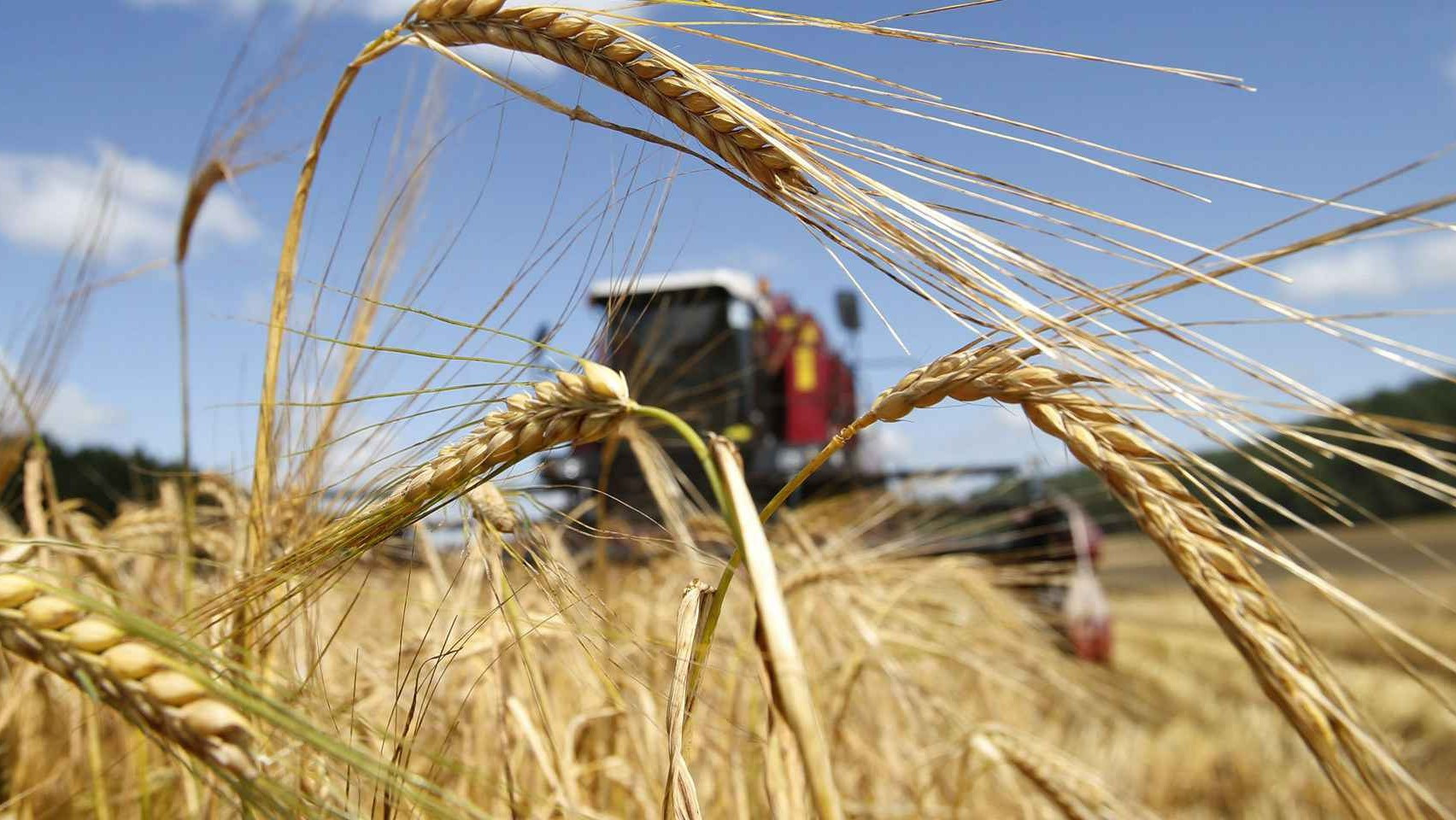 Донские хлеборобы заняли первое место в России по урожаю зерна
