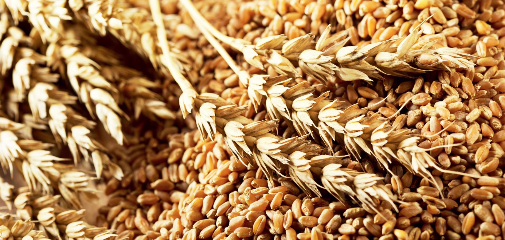 Рынок зерна избавляется от «серости»