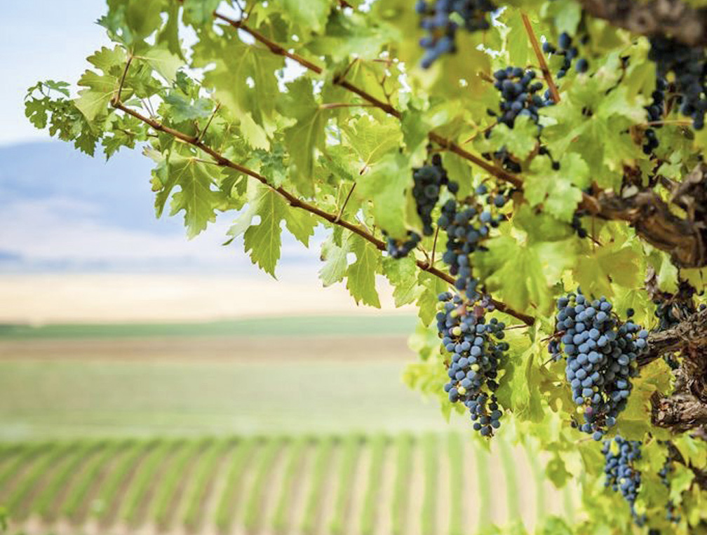 Страхование виноградников