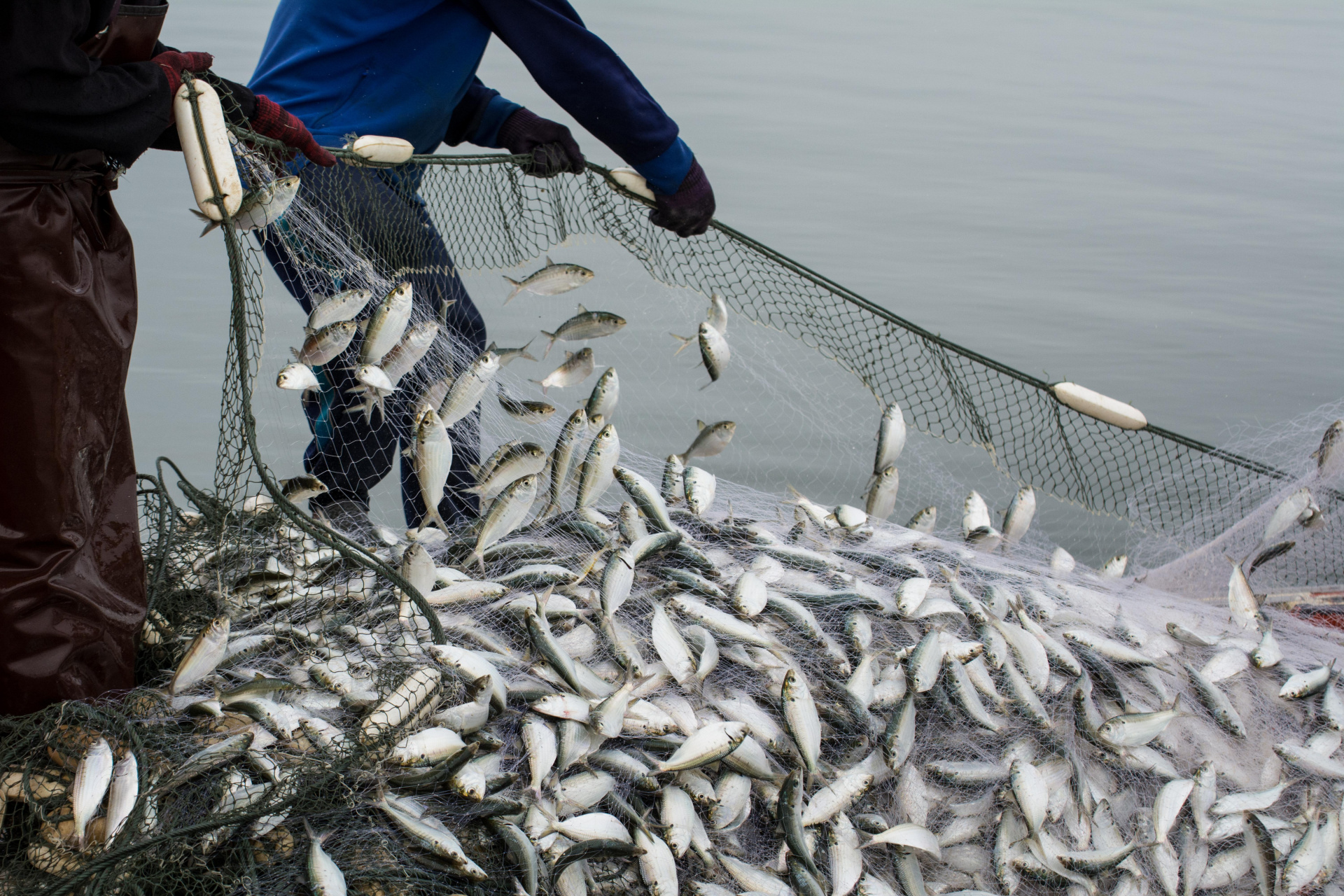 Добыча рыбы в России за год выросла на 11,2%