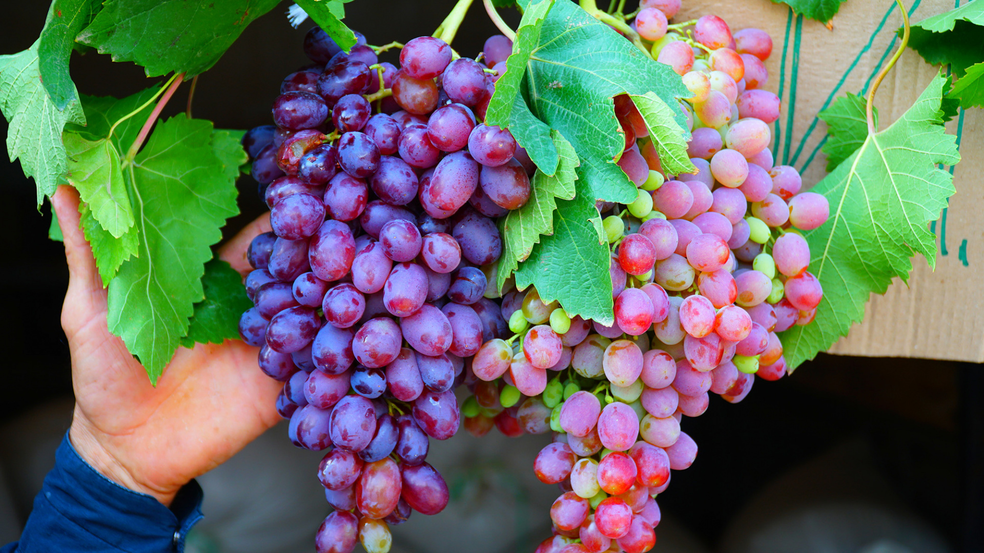 Виноградарские и винодельческие предприятия донского региона по итогам 2022 года удвоили объемы производства. 
