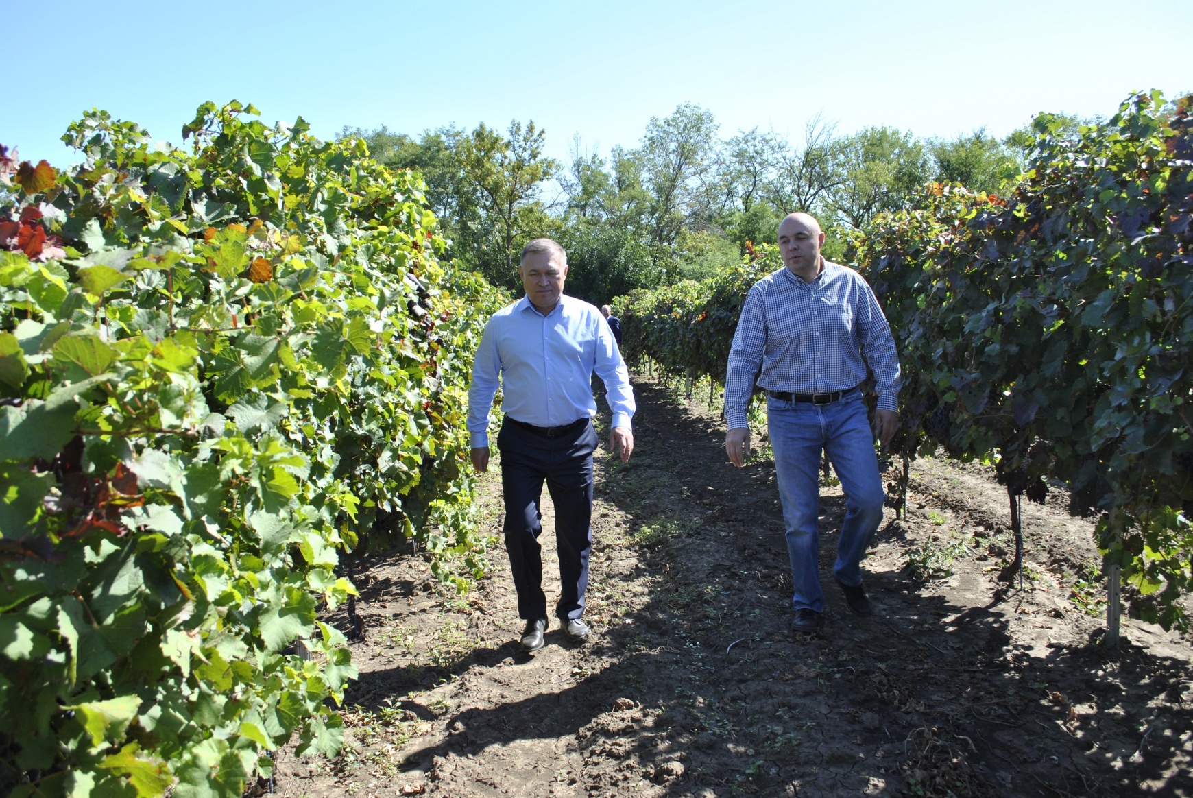 На Дону производство винограда в сельхозорганизациях выросло почти на 50%