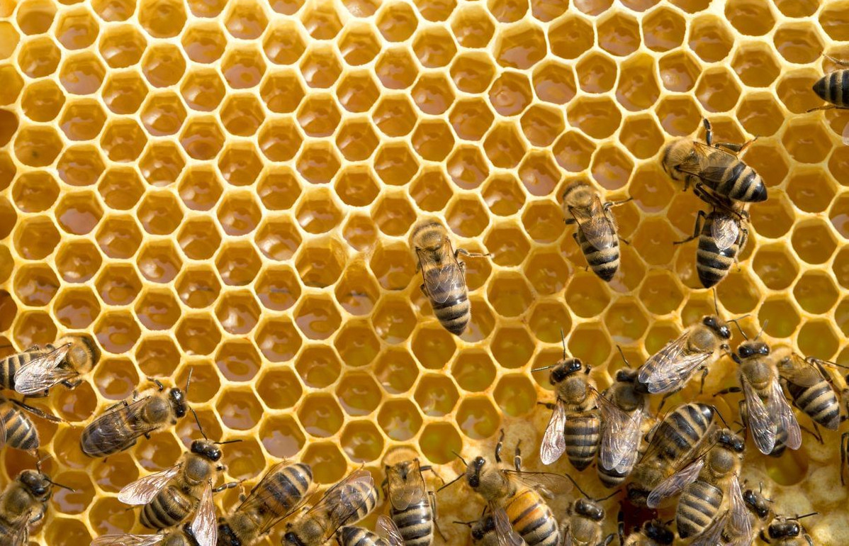 «Пчеловод» поможет