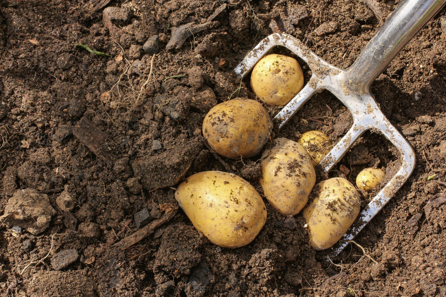 Минсельхоз РФ спрогнозировал рекордный урожай картофеля за последние 30 лет