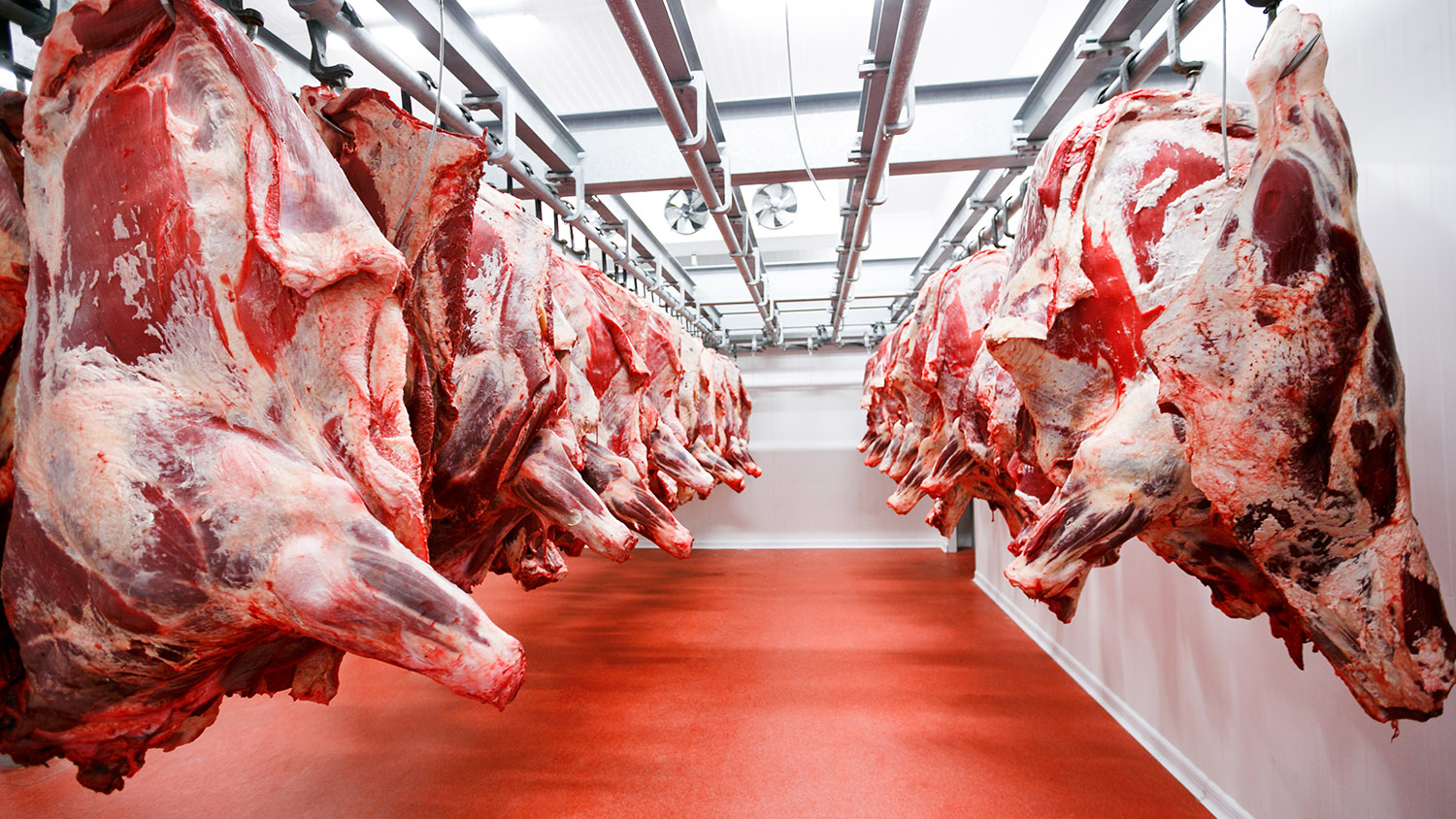 Правительство утвердило размер квот на ввоз в Россию говядины и мяса птицы в 2024 году 